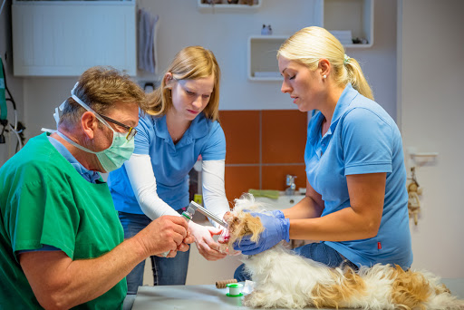 Dr. med.vet. Herbert Dreesen - Tierarzt unter Overath, 