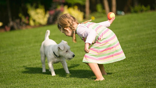 Elite Artificial Grass image