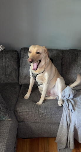 Grocery Store «Schnucks», reviews and photos, 3100 Madison Ave, Granite City, IL 62040, USA