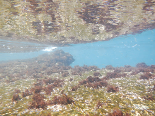 Sporting Goods Store «La Jolla Swim and Sport», reviews and photos, 1008 Torrey Pines Rd, La Jolla, CA 92037, USA