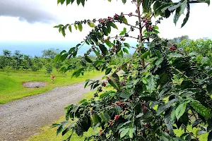 Uluwehi Coffee Farm image