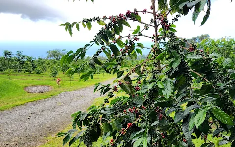 Uluwehi Coffee Farm image