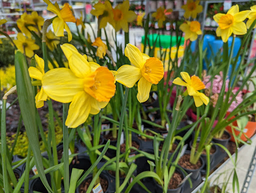 Home Improvement Store «The Home Depot», reviews and photos, 702 65th St, Galveston, TX 77551, USA