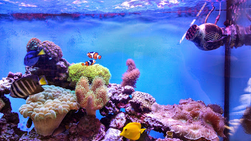 Zoo «Trevor Zoo at Millbrook School», reviews and photos, 282 Millbrook School Rd, Millbrook, NY 12545, USA