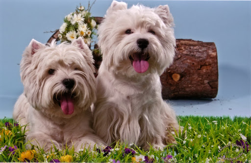 Dr. med. vet. Carola Schweitzer vet unter Bad Düben, Sachsen