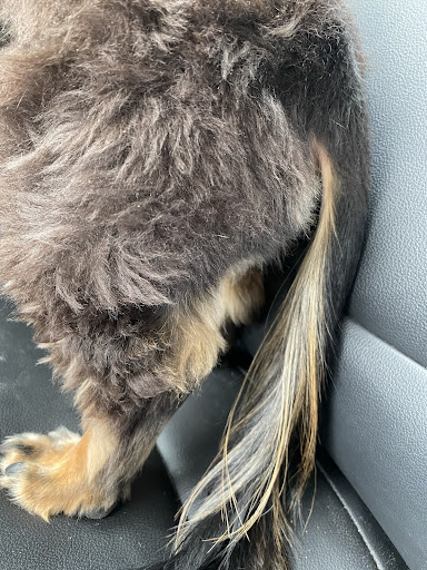 Pet Supply Store «PetSmart», reviews and photos, 12375 SW Walker Rd, Beaverton, OR 97005, USA