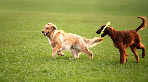 Dog Containment Systems