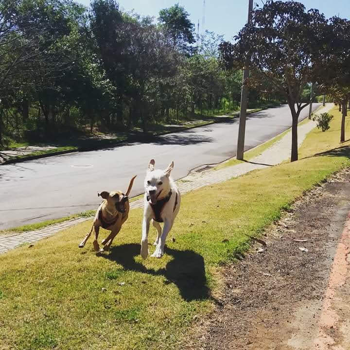 Clínica Veterinária Cãopinas — O profissional veterinário em Campinas, SP