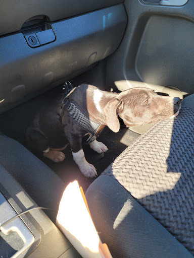 Pet Supply Store «Pet Supplies Plus», reviews and photos, 375 Paterson Ave #105, Wallington, NJ 07057, USA