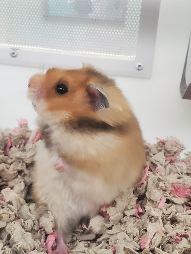 Pet Supply Store «Petco Animal Supplies», reviews and photos, 35 Fort Eddy Rd, Concord, NH 03301, USA