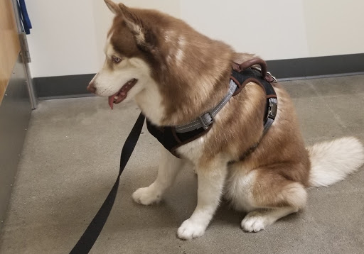 Pet Supply Store «Petco Animal Supplies», reviews and photos, 27580 W Lugonia Ave, Redlands, CA 92374, USA