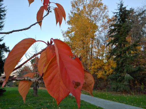 Park «Genesee Park and Playfield», reviews and photos, 4316 S Genesee St, Seattle, WA 98118, USA