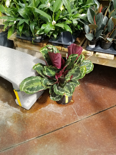 Florist «Breezewood Gardens & Gifts», reviews and photos, 17600 Chillicothe Rd, Chagrin Falls, OH 44023, USA