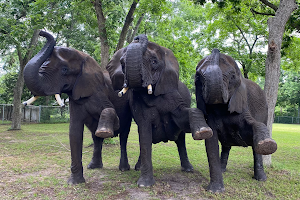East Texas Elephant Experience image