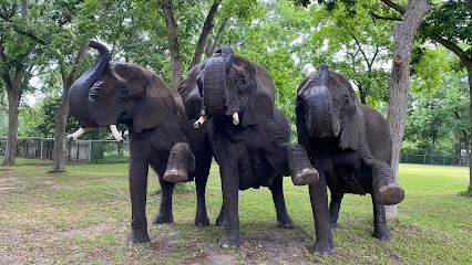 East Texas elephant experience