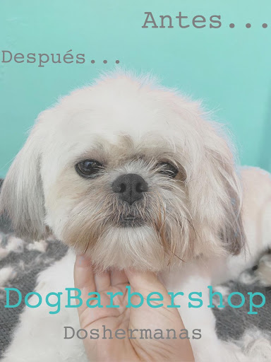 Dog Barbershop_Dos Hermanas
