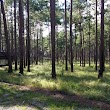 Doerun Pitcherplant Bog Wildlife Management Area