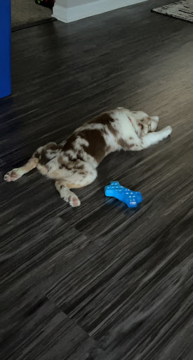 Pet Store «Petland», reviews and photos, 10289 Ulmerton Rd, Largo, FL 33771, USA