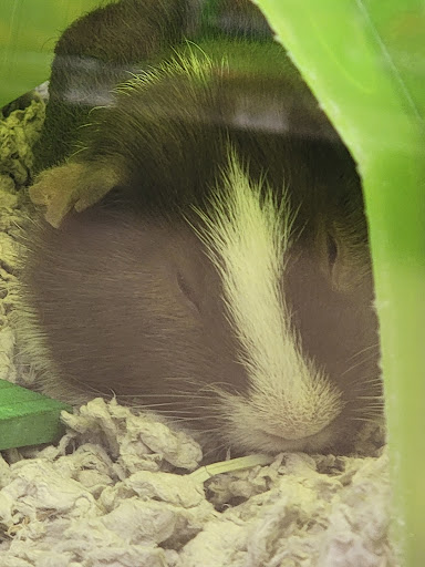 Pet Supply Store «Petco Animal Supplies», reviews and photos, 806 W Paradise Dr, West Bend, WI 53095, USA