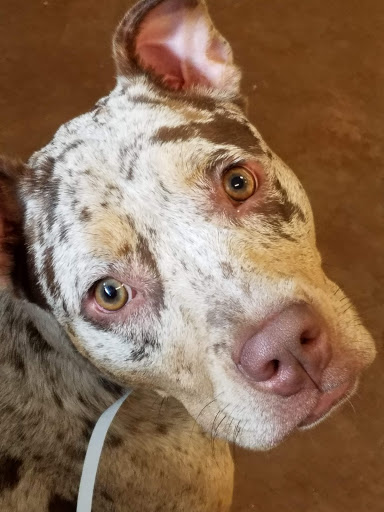 Pet Supply Store «PetSmart», reviews and photos, 19075 Interstate 45 S, Shenandoah, TX 77385, USA