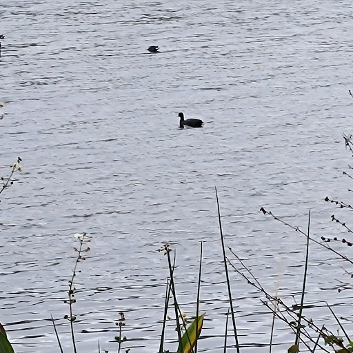 Park «John S. Taylor Park», reviews and photos, 1100 8th Ave SW, Largo, FL 33770, USA