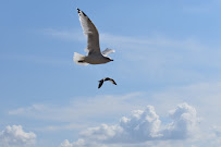 Alexis Rose Photography - Photo 7 - Car repair in , Peoria