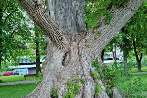 The Tsar's Poplar image