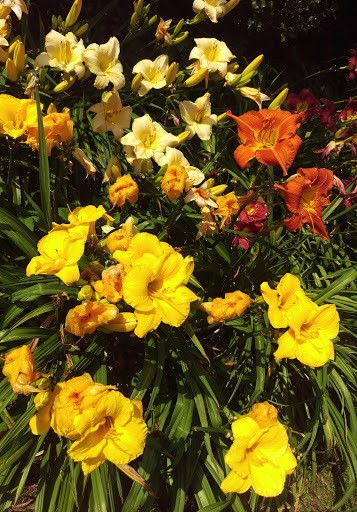 Heritage Museum «Heritage Museums & Gardens», reviews and photos, 67 Grove St, Sandwich, MA 02563, USA