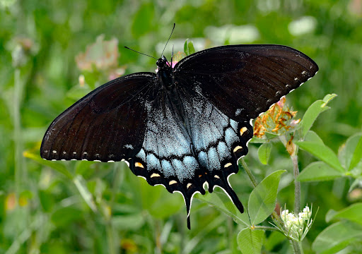 Science Museum «Kentucky Science Center», reviews and photos, 727 W Main St, Louisville, KY 40202, USA