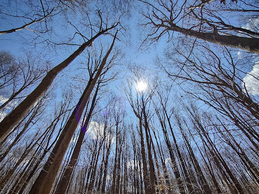 Nature Preserve «Sadsbury Woods Preserve», reviews and photos, Ramblewood Dr & Northwood Dr, Coatesville, PA 19320, USA