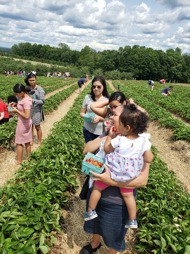 Tourist Attraction «Sunflower Maze», reviews and photos, South St, Middlefield, CT 06455, USA