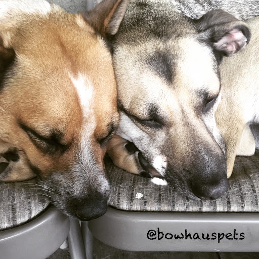 Dog Day Care Center «The Bowhaus Pet Company», reviews and photos, 2472 E Colorado Blvd, Pasadena, CA 91107, USA