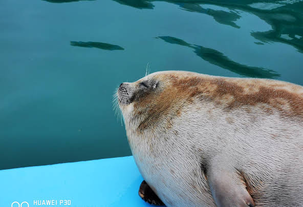 アザラシ シーパラダイス