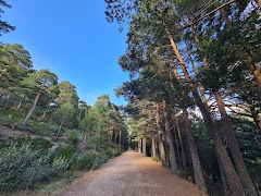 de Pino a Pino Navacerrada