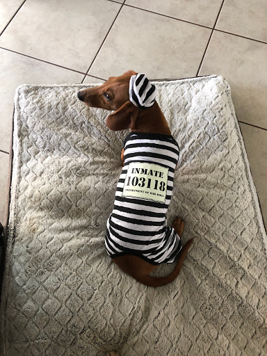 Pet Store «Petland», reviews and photos, 10289 Ulmerton Rd, Largo, FL 33771, USA