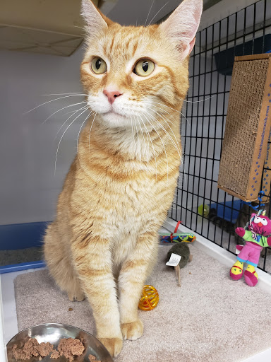 Pet Supply Store «Pet Supplies Plus», reviews and photos, 1258 Northlake Blvd, Lake Park, FL 33403, USA