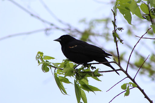 Nature Preserve «Wood Lake Nature Center», reviews and photos, 6710 Lake Shore Dr S, Minneapolis, MN 55423, USA