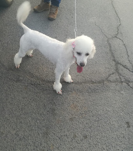 Peluquería Canina PATITAS! - Peluquería