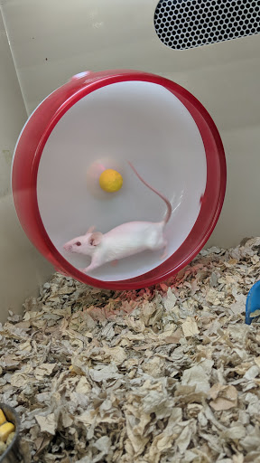 Pet Supply Store «Pet Supplies Plus», reviews and photos, 105 E Ogden Ave, Westmont, IL 60559, USA