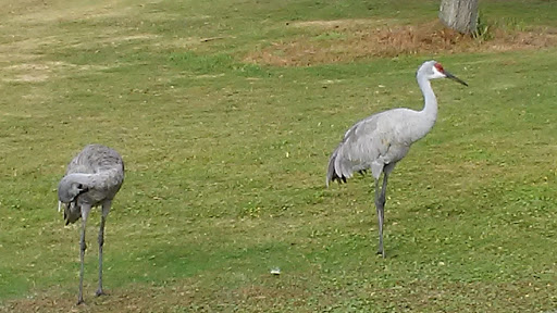 Golf Course «Buffalo Creek Golf Course», reviews and photos, 8100 69th St E, Palmetto, FL 34221, USA