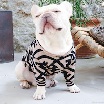 Grand Paws Doggie Care - Photo 9 - Car repair in , Fort Worth