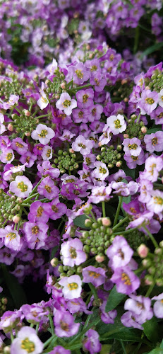 Kelenvölgyi Díszfaiskola - Budapest