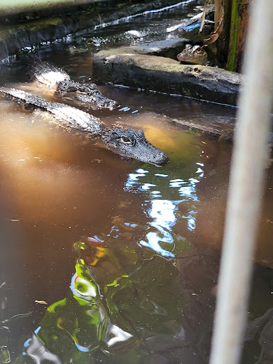 Zoo «Croc Encounters», reviews and photos, 8703 Bowles Rd, Tampa, FL 33637, USA