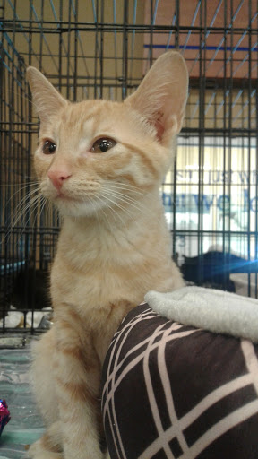 Pet Supply Store «PetSmart», reviews and photos, 5226 S College Rd, Wilmington, NC 28412, USA