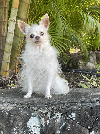 Manoa Valley Veterinary Clinic image