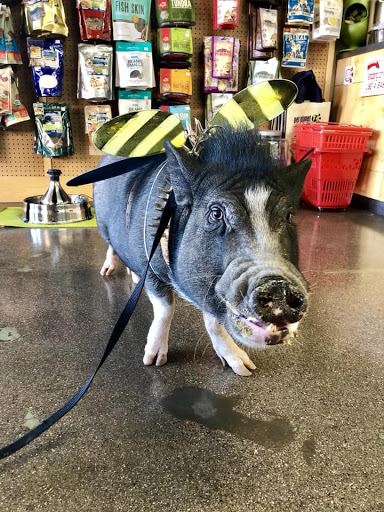 Pet Store «Pet Planet Ridgeview», reviews and photos, 2910 N Power Rd #103, Mesa, AZ 85215, USA