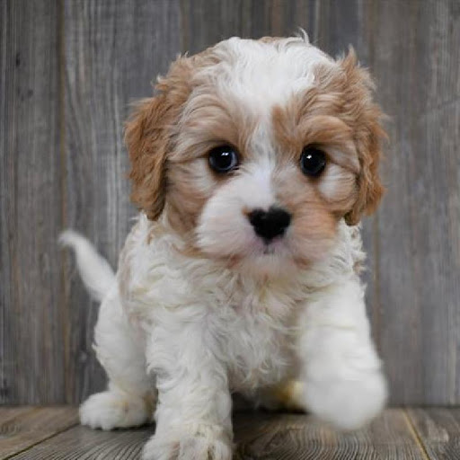 Pet Store «Pet Express», reviews and photos, 250 Granite St, Braintree, MA 02184, USA