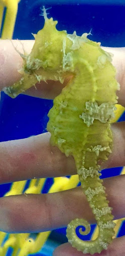 Tropical Fish Store «Saltwater Paradise», reviews and photos, 1313 W Airport Fwy, Irving, TX 75062, USA