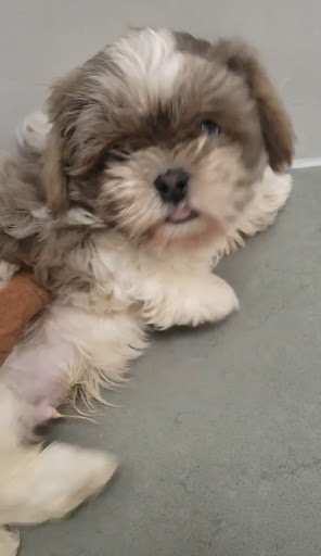 Pet Store «Charm City Puppies», reviews and photos, 8205 Snowden River Pkwy, Columbia, MD 21045, USA