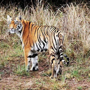 Kanha Tiger Reserve photo